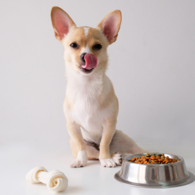 chihuahua-is-white-sugar-six-month-old-white-background-pet-nutrituion