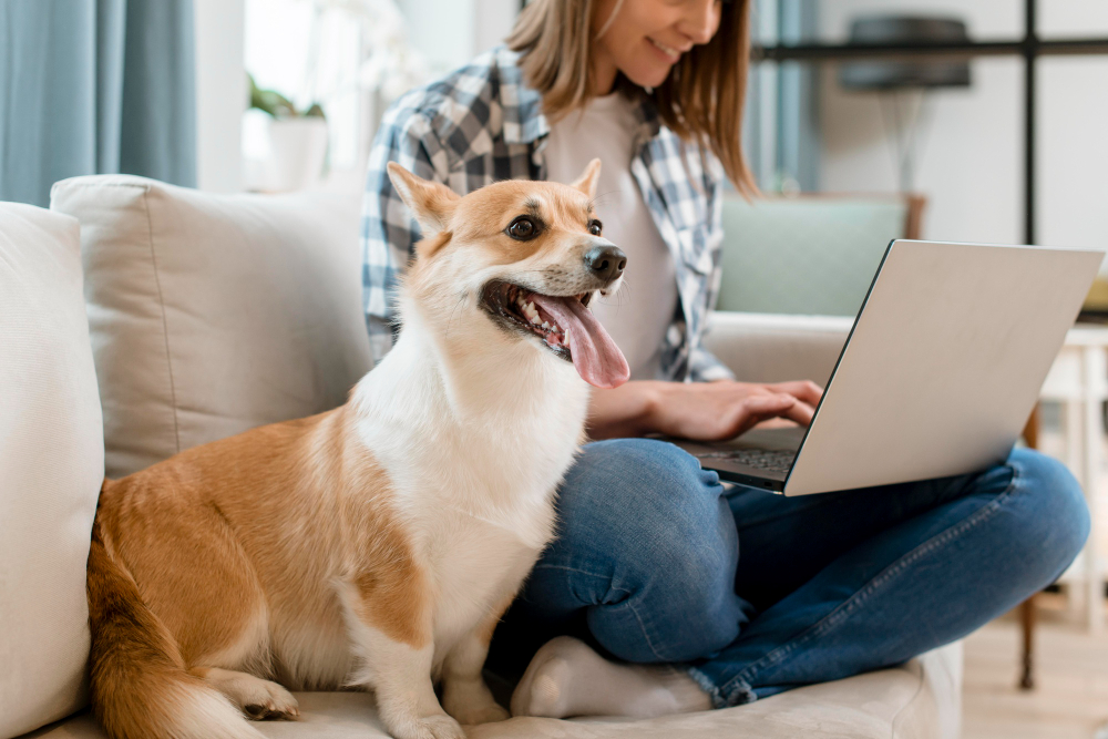 dog-couch-woman-working-laptop