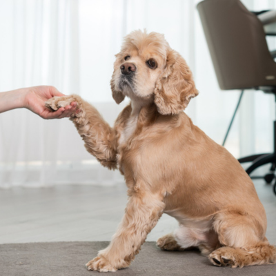 female-owner-play-with-train-cocker-spaniel-home-support-with-holding-paw-friendship-with-cute-faithful-pet-dog-sit-carpet-family-time