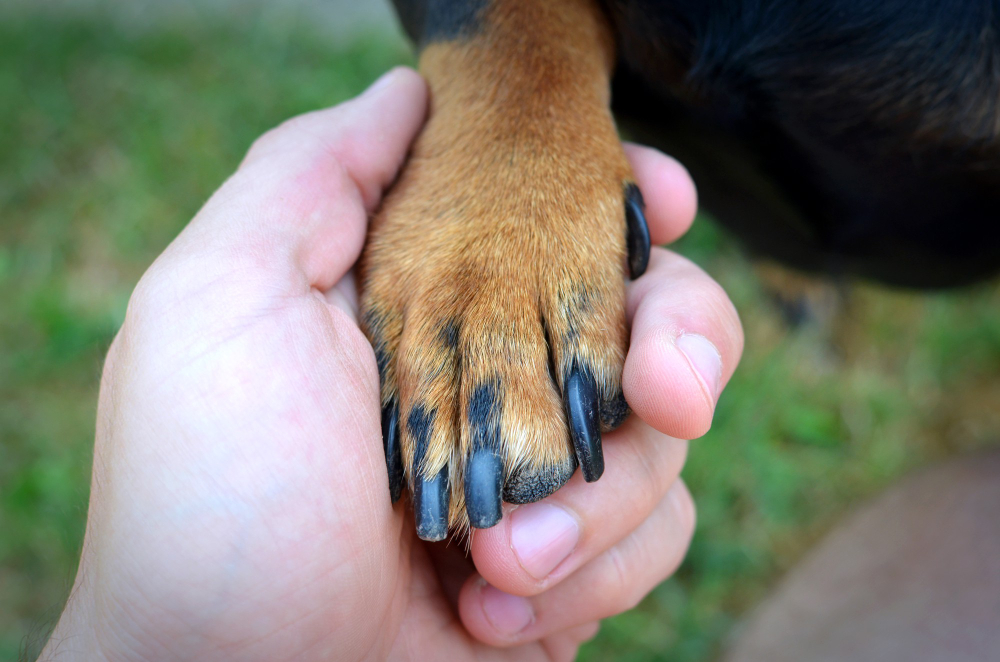 human-s-hand-dog-s-paw-handshake