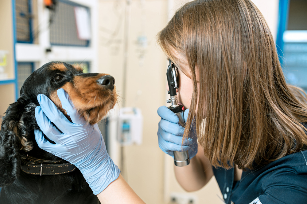 medicine-pet-care-people-concept-dog-veterinarian-doctor-vet-clini