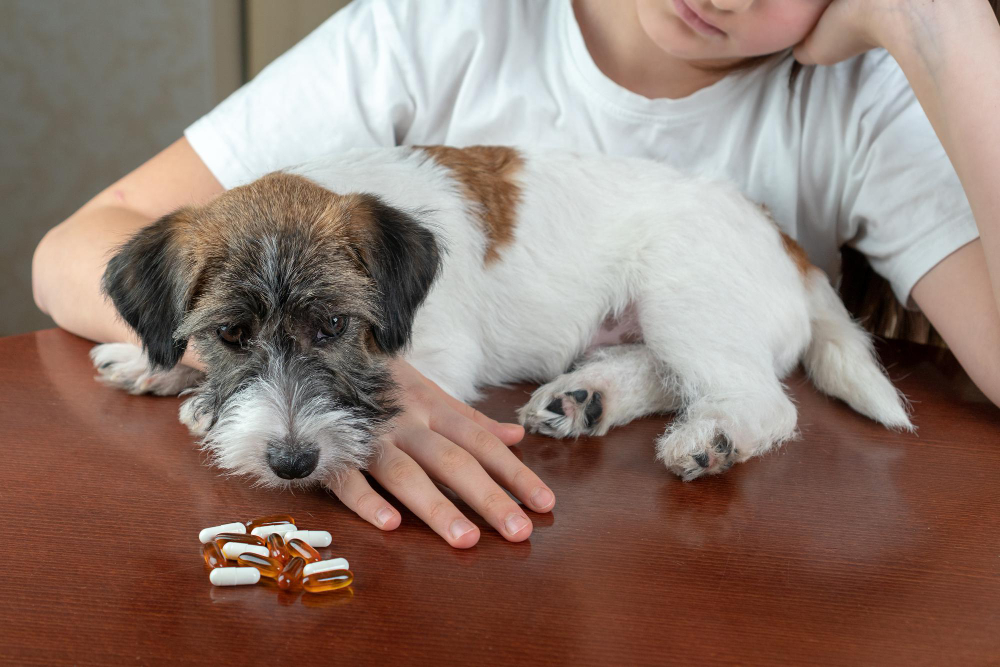 sad-sick-dog-doesn-t-want-take-pills-pet-is-sick-girl-s-arms
