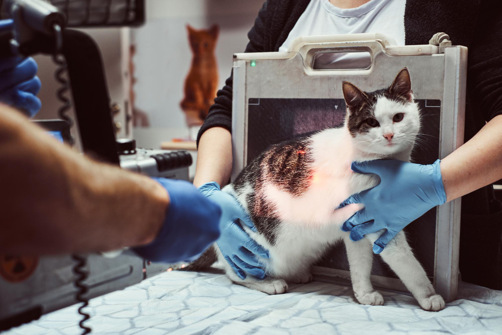veterinarians-make-x-ray-sick-cat-table-veterinary-clinic